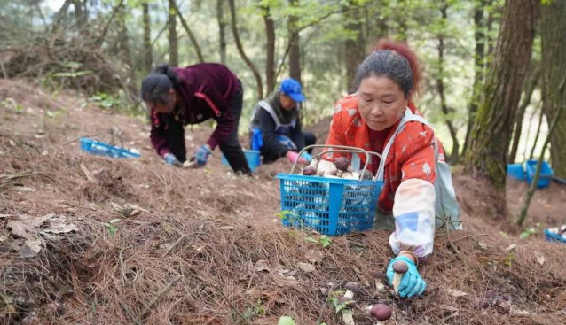 貴州貴陽白云區(qū)：黨組織引領(lǐng)發(fā)展食用菌，促農(nóng)增收