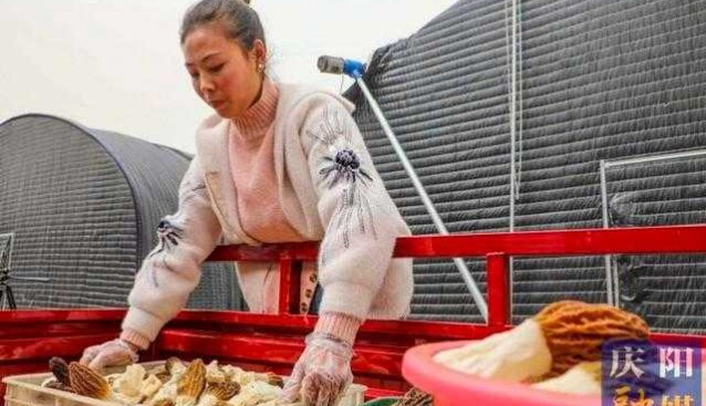 甘肅合水：搶“鮮”上市，食用菌“菇”舞人心關(guān)注