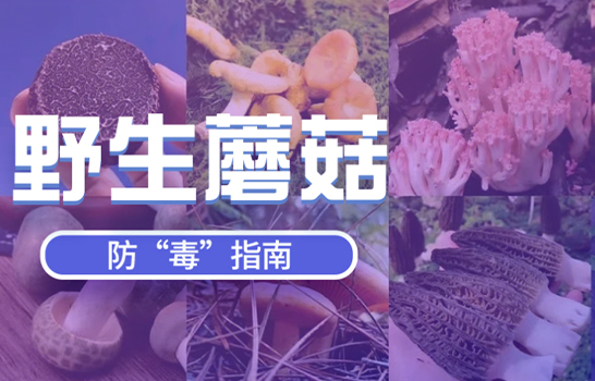 野生蘑菇，防毒指南