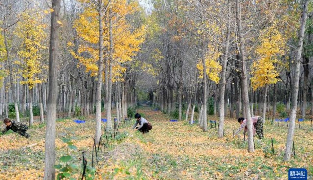 北京平谷：林下赤松茸單體種植面積達(dá)150余畝