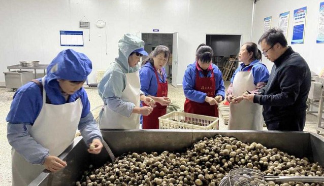 草菇提高附加值、延長產(chǎn)業(yè)鏈，有了新途徑