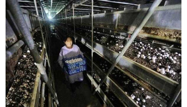 山東泰安：300多畝生產(chǎn)基地，年產(chǎn)雙孢菇4000多噸