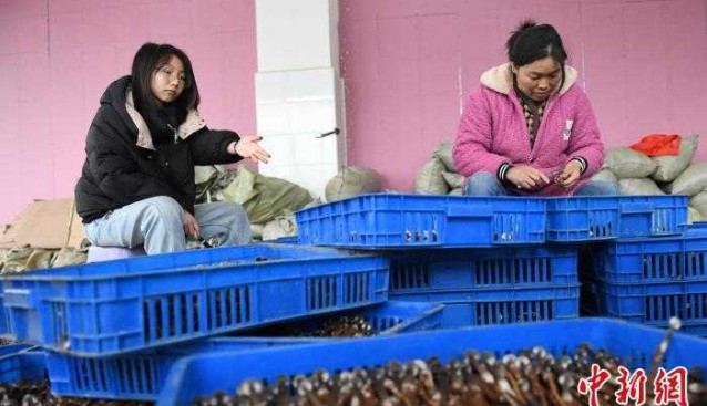 湘西村民將大棚搬進(jìn)廠房，首批黑皮雞樅菌豐收