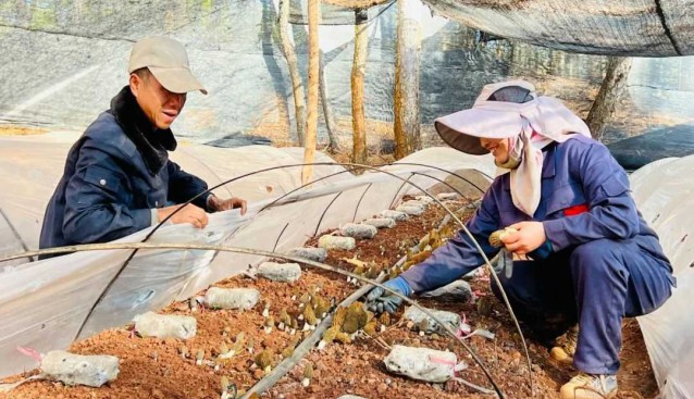 云南永勝縣：羊肚菌種植戶3年收益增3倍