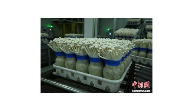 千里之緣一“鮮”牽，重慶產(chǎn)白玉菇遠(yuǎn)銷東南亞