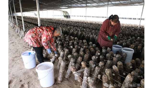 豐業(yè)種植合作社：種食用菌新品種，實(shí)現(xiàn)“開(kāi)門(mén)紅”
