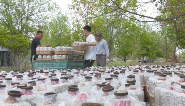 新湖農(nóng)場(chǎng)：探索林下種植，增加菌菇品類(lèi)，拓展增收渠道