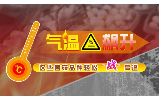 氣溫飆升！這些菌菇品種輕松戰(zhàn)高溫