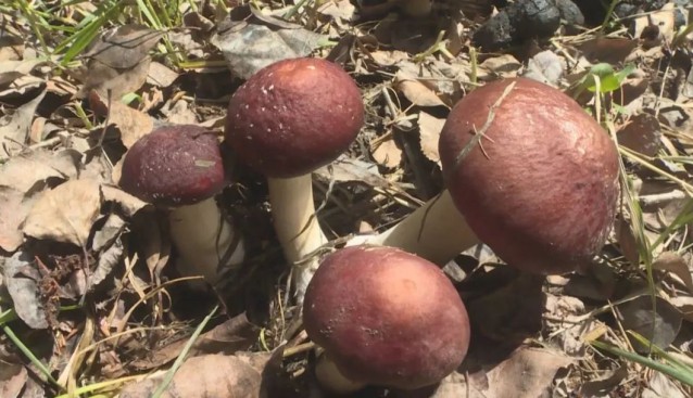 八十七團(tuán)：林下種植大球蓋菇，解決土地閑置問題