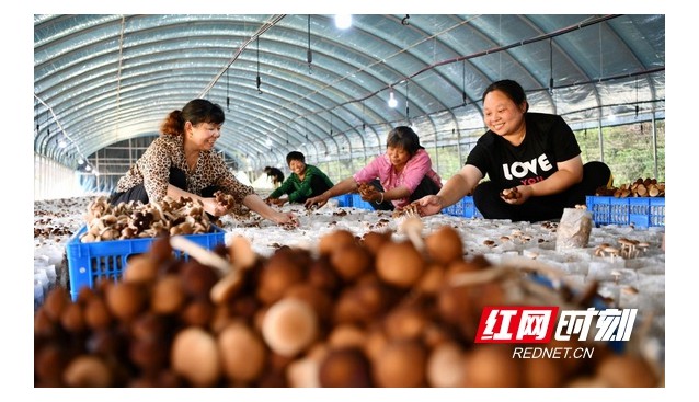 湖南常寧：雙溪村引進(jìn)茶樹菇，鋪開致富路