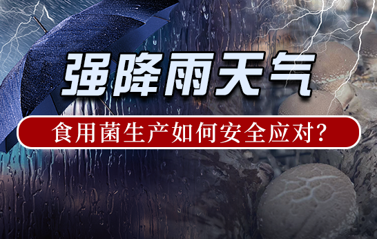強雨天氣，食用菌生產如何安全應對？