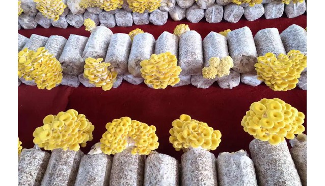 貴州息烽縣聯(lián)合村試種3000棒榆黃蘑，預(yù)計(jì)產(chǎn)量達(dá)5000斤