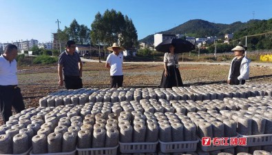 占地40畝，廣西百色市右江區(qū)食用菌種植示范基地正式啟動(dòng)