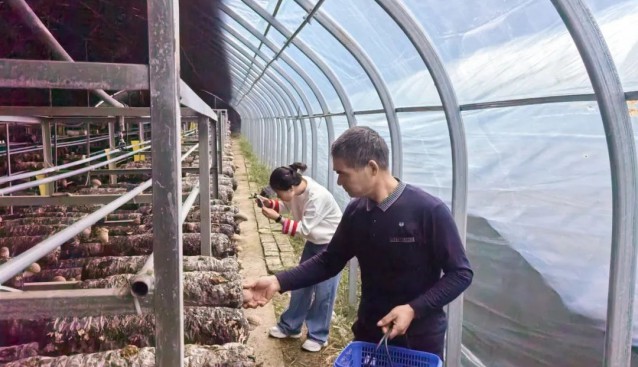 浙江杭州臨安：菌菇豐收，品質(zhì)銷量雙升