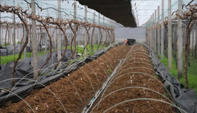 葡萄架下套種大球蓋菇，畝均增收6萬元