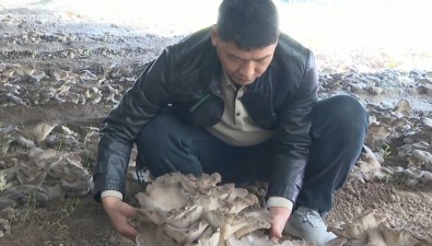 河南中牟：村民種“靈芝菇”，每茬畝產(chǎn)突破2萬斤