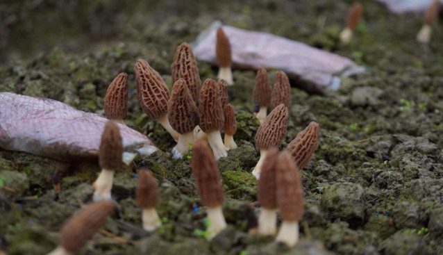 貴州務(wù)川：百畝羊肚菌喜獲豐收