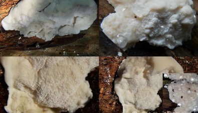 1克能苦106浴缸水！蘑菇中發(fā)現(xiàn)了有史以來“最苦物質(zhì)”