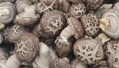 自制花菇菌棒，每棒成本降低5毛，20萬棒產(chǎn)量可達200噸