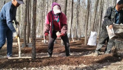 內(nèi)蒙古美林鎮(zhèn)：千畝赤松茸開啟黃金栽植季