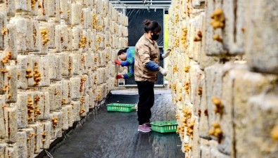 12萬棒滑子菇迎來頭茬采摘，產(chǎn)值預(yù)計達40余萬元
