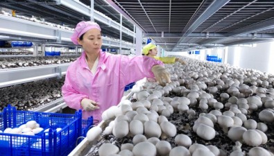 湖北眾興菌業(yè)：達產(chǎn)后日產(chǎn)雙孢菇60噸