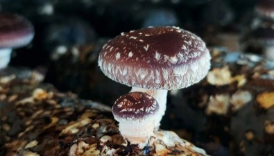 浙江慶元縣成功馴化兩個香菇新菌株