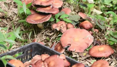 江西銅鼓縣溫泉鎮(zhèn)：萬(wàn)畝山林菌香四溢