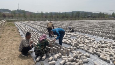 科技為農(nóng)|遼寧農(nóng)科院食用菌專家到撫順開展黑木耳生產(chǎn)技術服務