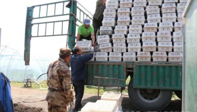首批35000包！白背毛木耳進大棚，預計7月迎來首茬采收