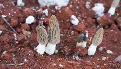 羊肚菌、虎掌菌、赤松茸……云南安寧菌香四溢