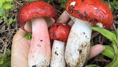 云南南華：野生菌破土，頭水紅菇領(lǐng)銜年度生態(tài)盛宴