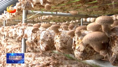 菌棒住進“數(shù)字房”，解碼山西交口縣食用菌科技振興路