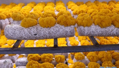 金融助力，食用菌企業(yè)快速發(fā)展
