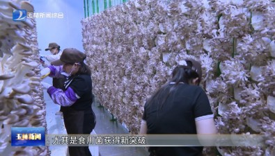 廣西陸川縣：一季度食用菌產(chǎn)量增速441.14%