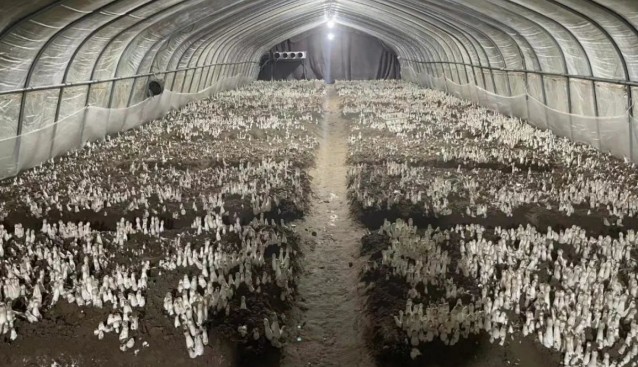 千菇園打造集“賞、采、食”于一體的食用菌種植觀光園