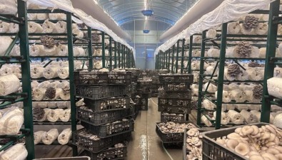 “香菇車間”變身“平菇工廠”，菌包“減肥”成功，收益劇增