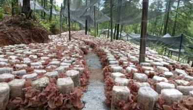 “贛脆木”1號| 木耳新品種獲自主知識產權