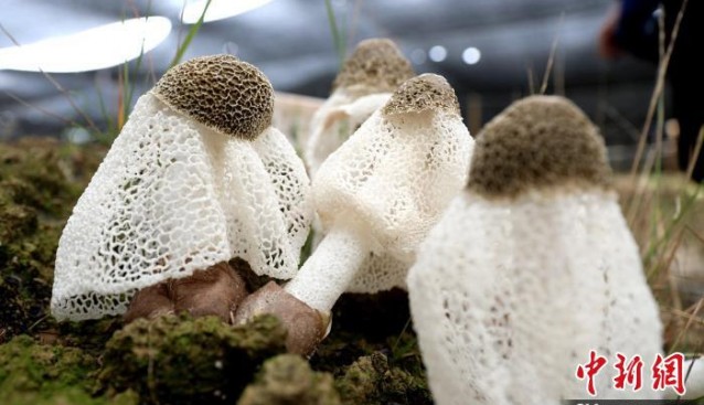 廣西三江八江鎮(zhèn)“稻菌輪作”，菌香富農家