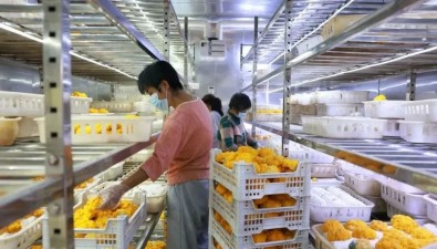 匯珍食用菌上榜全國縣級優(yōu)質農民田間學校名單