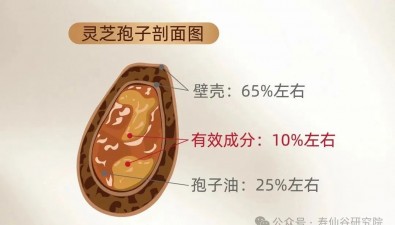 靈芝孢子粉怎么吃才有效？關(guān)鍵在“殼”！揭秘破壁與去壁區(qū)別