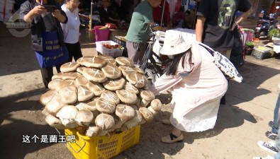 80公斤！賣出1600元！昆明現(xiàn)巨無霸“菌王”