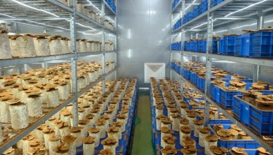 新疆疏附縣吾庫薩克鎮(zhèn)：首次試種靈芝獲豐收