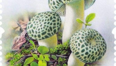 《食用菌（二）》特種郵票7月12日發(fā)行