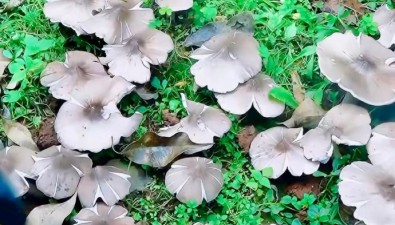 云南一派出所連續(xù)36年長出雞樅菌，藏著什么秘密？