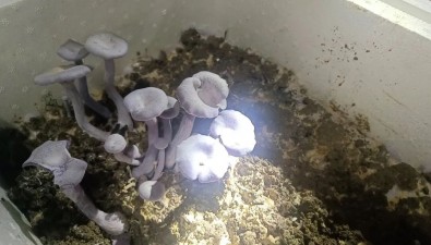 福建古田成功引種花臉香蘑，填補(bǔ)紫色食用菌人工栽培空白