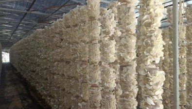 陜西勉縣楊莊村：菌菇鋪富路，產(chǎn)業(yè)興鄉(xiāng)村
