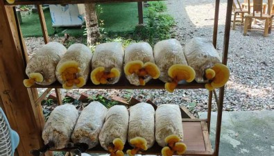 成都雙流林下套種竹蓀、靈芝首獲成功