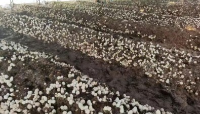 玉米芯地栽草菇新技術(shù)，破解農(nóng)閑季設(shè)施大棚利用難題