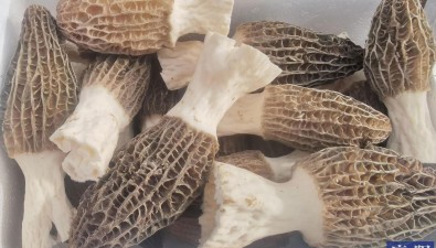甘肅鎮(zhèn)原臨涇鎮(zhèn)食用菌種植示范基地實(shí)現(xiàn)規(guī)模化種植